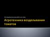 Агротехника возделывания томатов