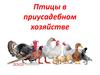 Птицы в приусадебном хозяйстве