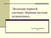 Эволюция нервной системы. Нервная система позвоночных