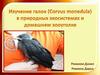Изучение галок в природных экосистемах и домашнем зооуголке