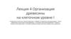 Организация древесины на клеточном уровне. Лекция 4