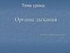 Органы дыхания. Строение дыхательной системы