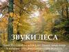 Звуки леса (для дошкольников)