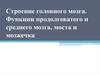 Строение головного мозга. Функции продолговатого и среднего мозга, моста и мозжечка