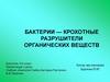 Бактерии — крохотные разрушители органических веществ