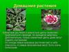 Домашние растения