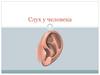 Слух у человека