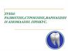 Зубы: развитие, строение, вариации и аномалии. Прикус