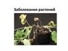 Заболевания растений