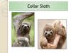 Collar Sloth