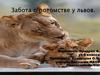 Забота о потомстве у львов