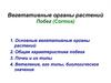 Вегетативные органы растений. Побег (Cormos)