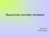 Мышечная система человека