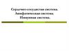 Сердечно-сосудистая система. Лимфатическая система. Иммунная система