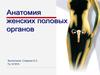 Функциональная анатомия  женских половых органов