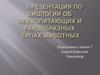 Млекопитающие и ракообразные типы животных. 7 класс