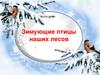 Зимующие птицы