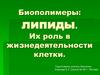 Биополимеры: липиды. Их роль в жизнедеятельности клетки