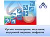 Органы пищеварения, выделения, внутренней секреции, диафрагма