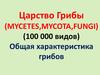 Царство Грибы. Общая характеристика грибов