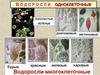 Одноклеточные  и многоклеточные водоросли