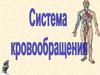 Система кровообращения