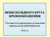 Вены большого круга кровообращения