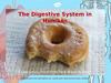 The Digestive System in Humans
