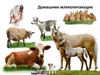 Домашние млекопитающие