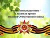 Лекарственные растения – спасатели времен Великой Отечественной войны