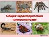 Общая характеристика членистоногих
