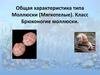 Общая характеристика типа Моллюски (Мягкотелые). Класс Брюхоногие моллюски