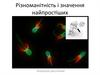 Різноманітність і значення найпростіших