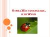 Отряд Жесткокрылые, или Жуки