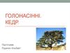 Голонасінні. Кедр