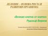Деление – основа роста и развития организма