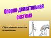 Опорно-двигательная система
