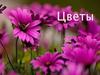 Цветы