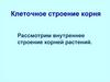 Клеточное строение корня