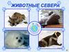 Животные Севера