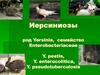 Иерсиниозы, род Yersinia, семейство Enterobacteriaceae