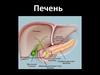 Печень и её функции