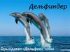 Дельфиндер
