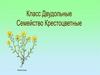 Класс двудольные, семейство крестоцветные