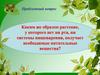 Каким же образом растение получает необходимые питательные вещества?