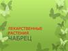 Лекарственные растения презентация. Чабрец