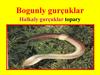 Bogunly gurçuklar. Halkaly gurçuklar topary