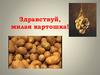 История картошки
