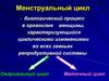 Менструальный цикл
