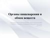 Органы пищеварения и обмен веществ